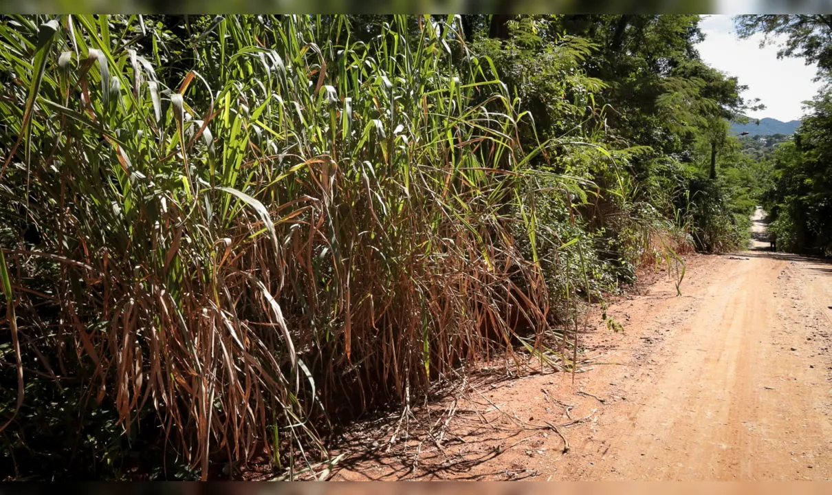 Área de mata onde a ossada foi encontrada