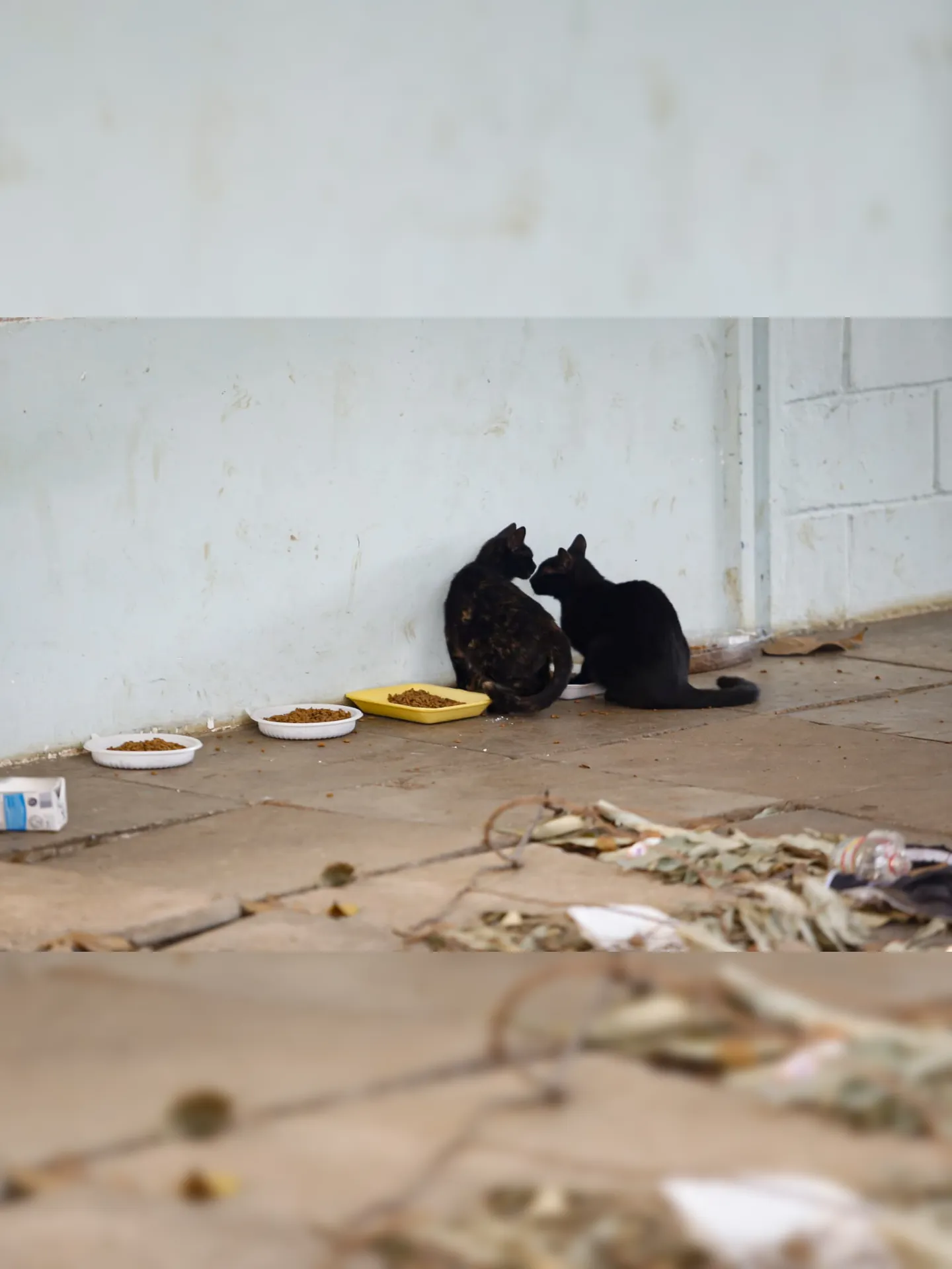 Uma colônia de gatos abandonados está no local