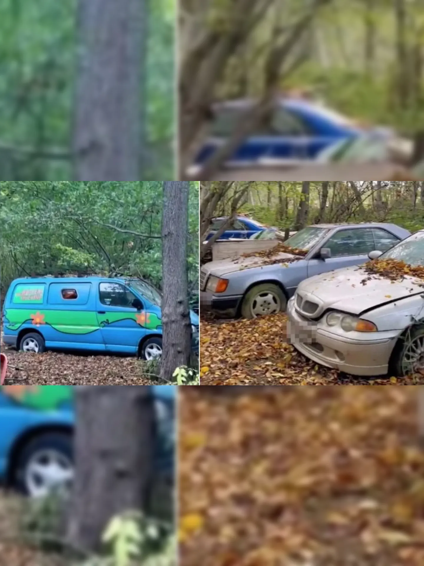 Cemitério de carros foi encontrado no meio da floresta