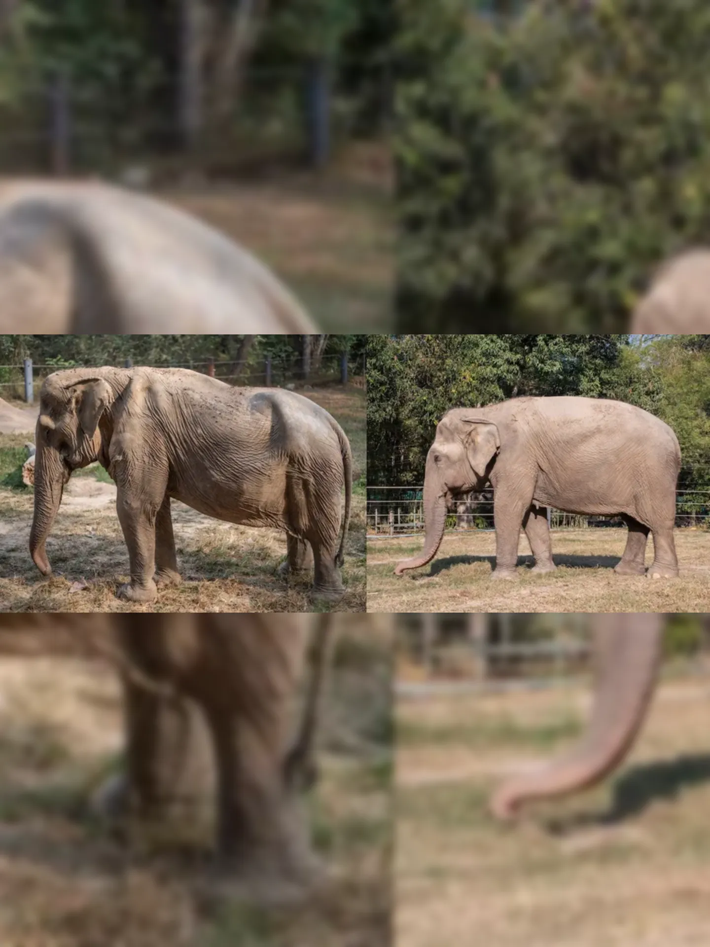A elefante Pai Lin foi forçada a transportar cerca de seis turistas por vez