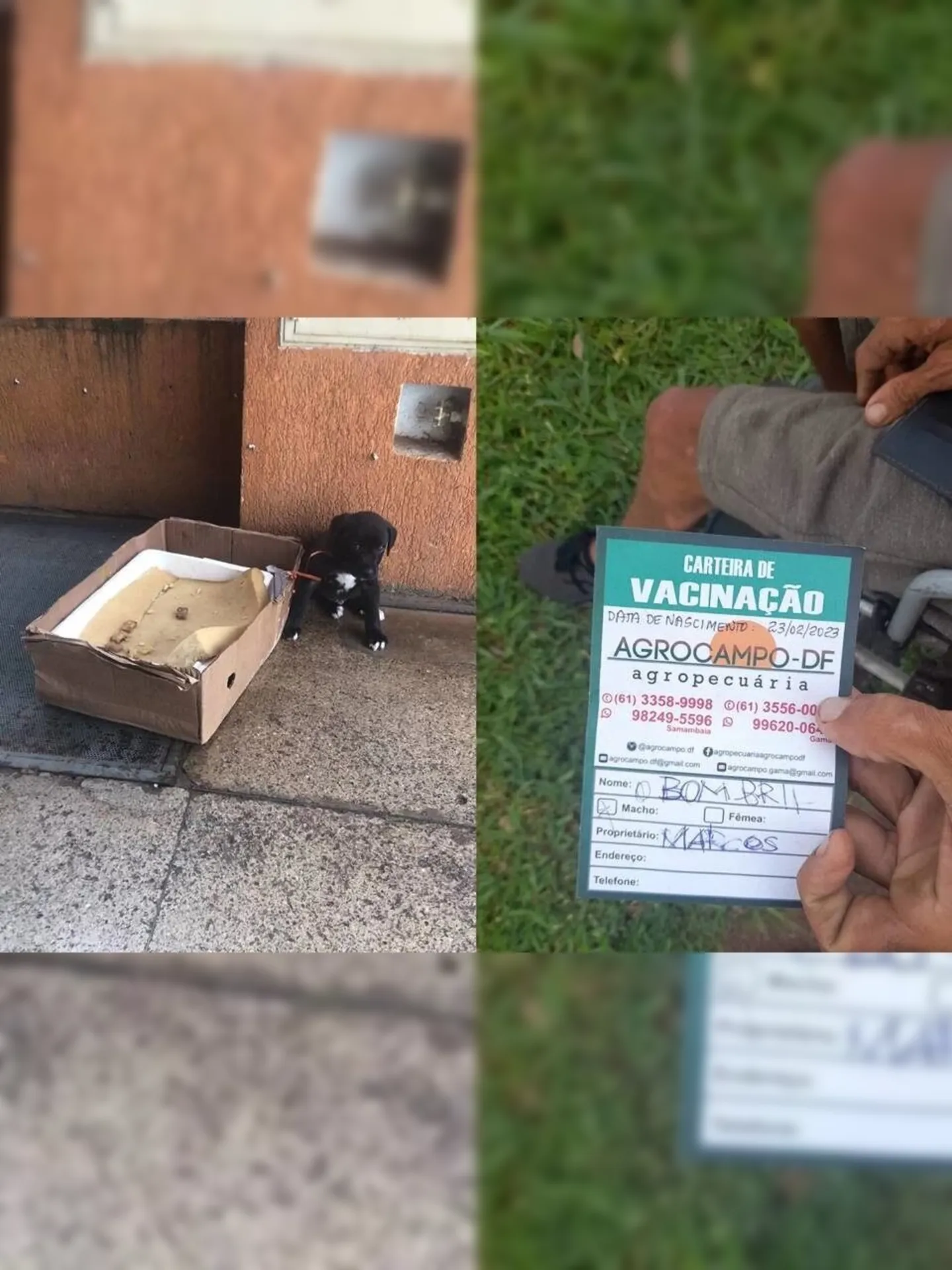 Rapaz vendia o filhote de cachorro por R$ 70