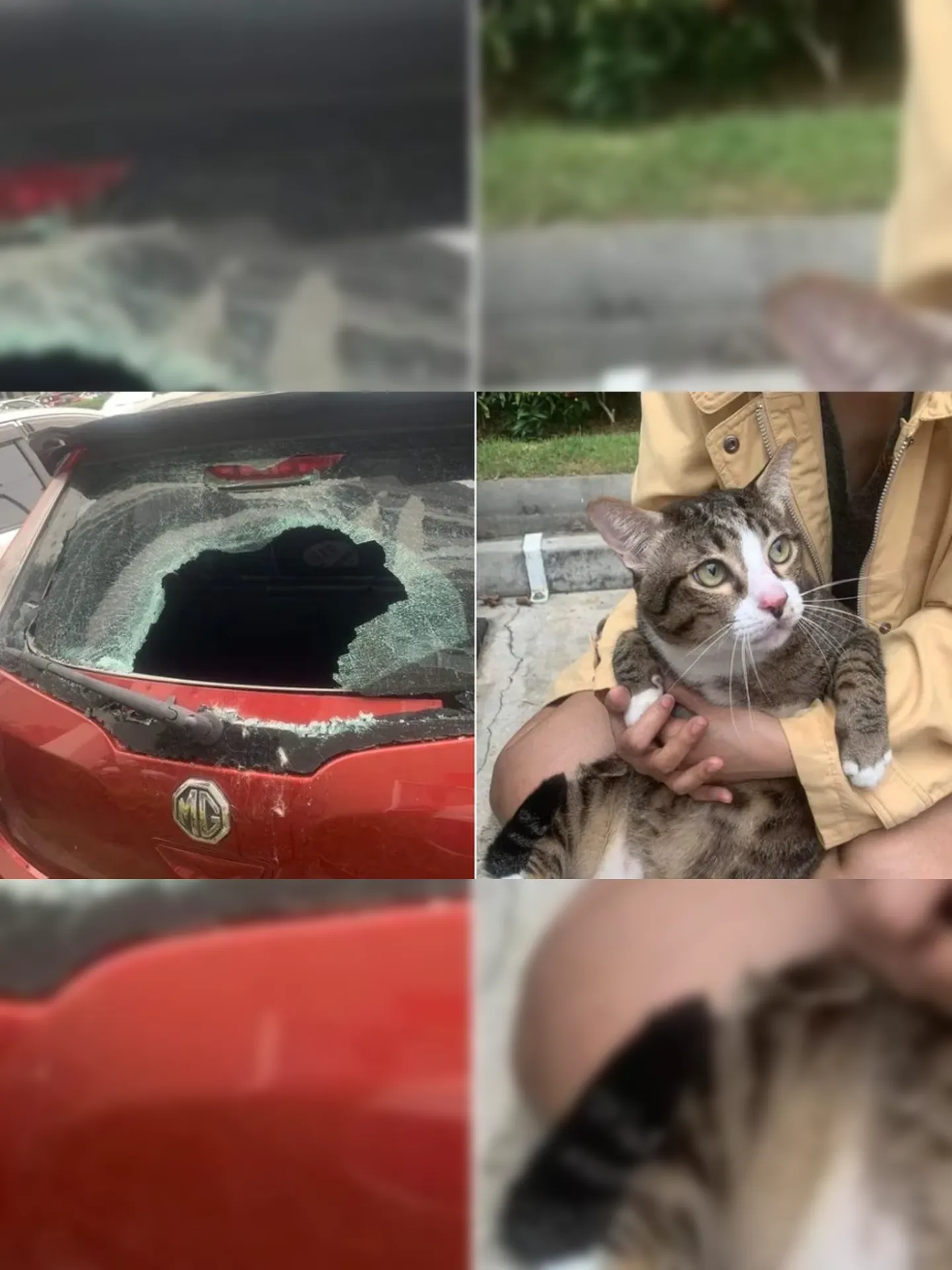 O gato caiu em cima do para-brisa do veículo que estavaestacionado