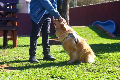 Há diversos critérios para que um cachorro atue neste processo