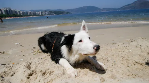 Odette, de 5 meses, da raça Border Collie