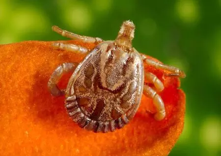 A infecção acontece após o carrapato ficar fixado na pele