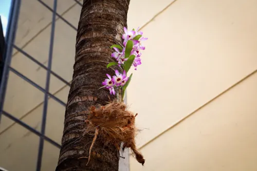 Os preços das orquídeas variam entre R$40 a R$200