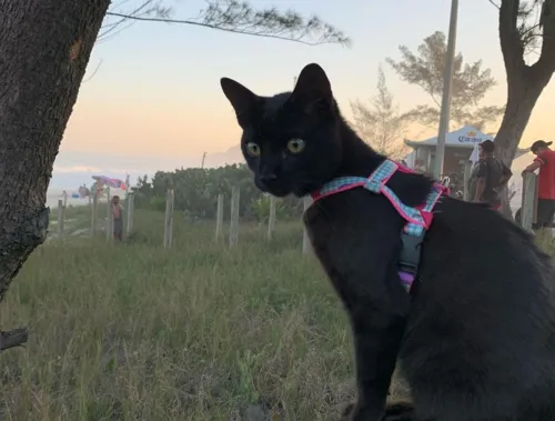 Felino tem uma marca registrada: a coleira azul e rosa