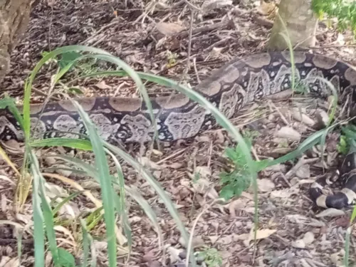 A cobra foi capturada sem ferimento e devolvida ao seu habitat natural em uma área de mata