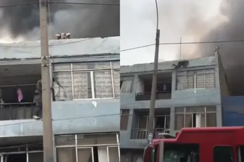 Homem escalou até conseguir resgatar os animais