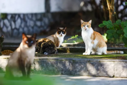 Segundo moradores, mais de 30 gatos já morreram em decorrência dos ataques