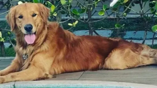 A influenciadora alegou que Churros estava solto e à sua frente durante o passeio