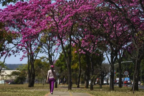 Segundo o Observatório Nacional, o que marca as estações do ano é a maneira como os raios solares incidem nos hemisférios