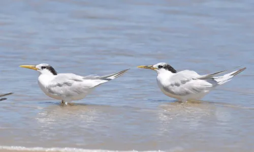 Orientação é não tocar em aves com sinais de doença