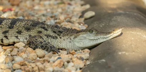 Crocodilo fêmea colocou 14 ovos