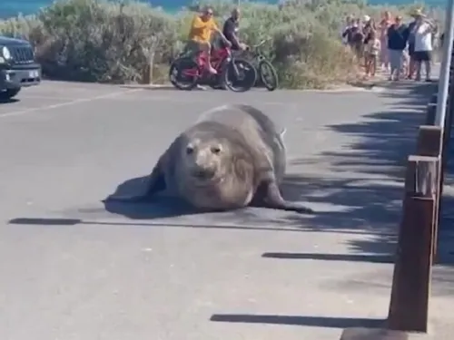 Animal de grande porte fugiu do mar e caminhou pelas ruas de uma cidade da Austrália