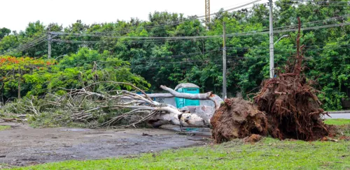 Árvores derrubadas na Zona Oeste do  Rio