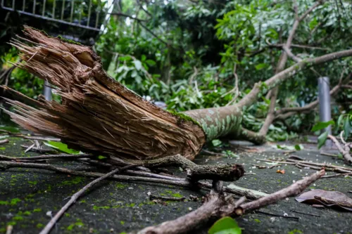 Árvores derrubadas na Zona Oeste do  Rio