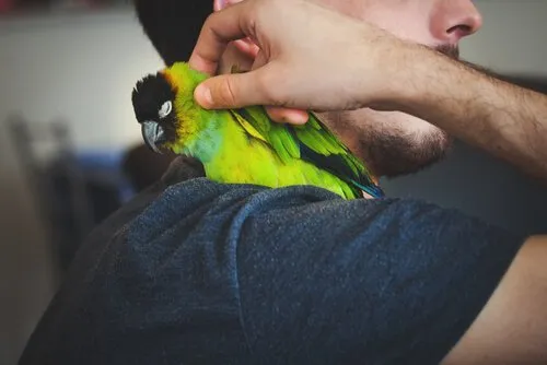 A doença atinge aves e humanos