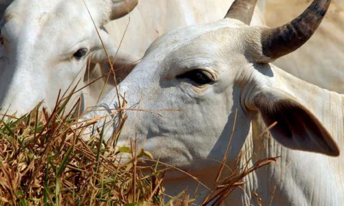 A suspeita ocorre num animal idoso em idade avançada que morreu num pasto no Pará