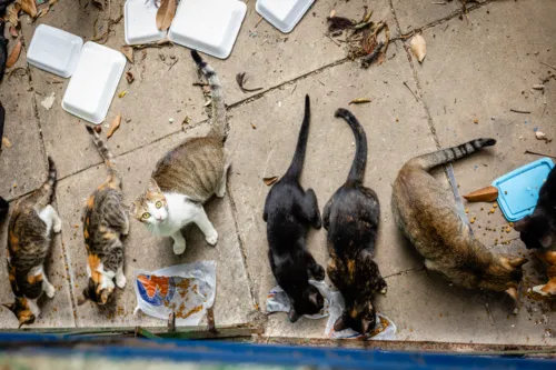 Os animais estão abandonados há aproximadamente um mês