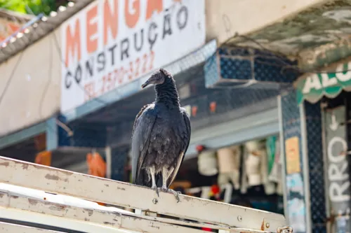 Animal é o mascote da loja