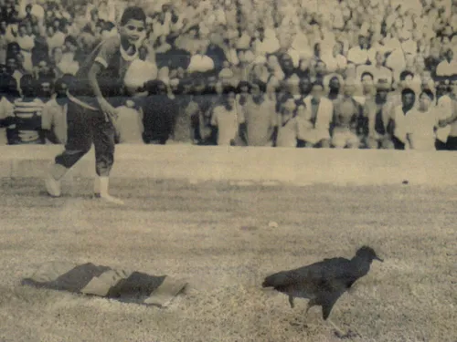 Animal foi solto em meio ao estádio