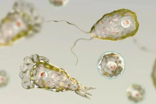 Ameba Naegleria fowleri, conhecida como 'comedora de cérebro'