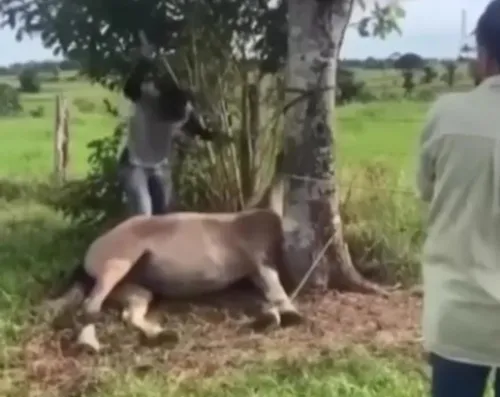 Égua foi espancada com pedaço de madeira em propriedade rural na cidade de Bujari, interior do Acre