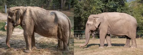 A elefante Pai Lin foi forçada a transportar cerca de seis turistas por vez