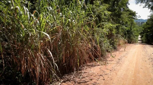 Área de mata onde a ossada foi encontrada