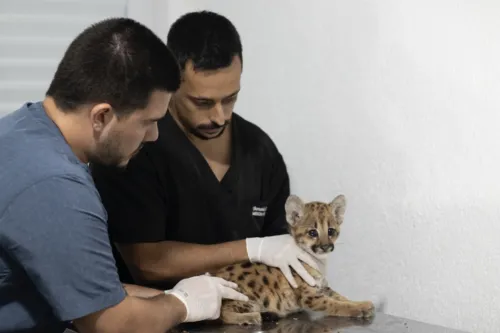 Animal foi atendido na Área de Soltura de Animais Silvestres de São Gonçalo