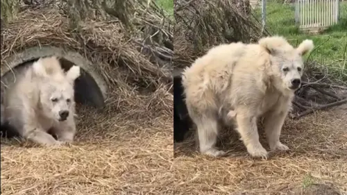 O animal estava sozinho saindo de uma toca quando foi filmado