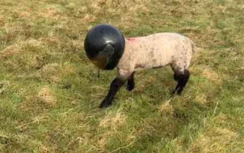 Cordeiro foi flagrado com capacete de moto circulando em fazenda