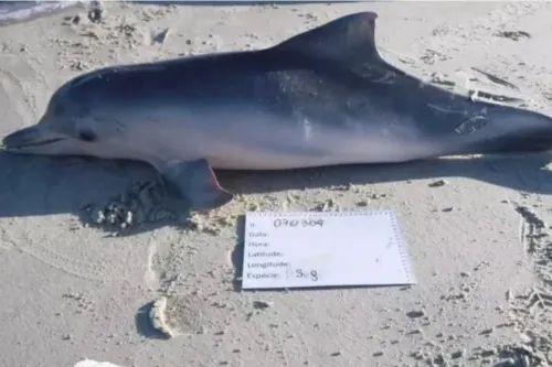 Botos-Cinzas foram encontrados mortos em praias no Litoral de Santa Catarina