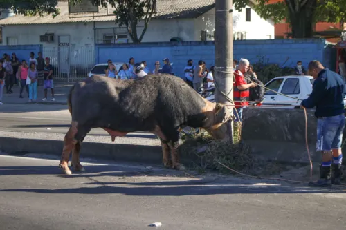 Bovino correu entre os carros e acabou ferido