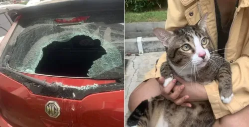 O gato caiu em cima do para-brisa do veículo que estavaestacionado