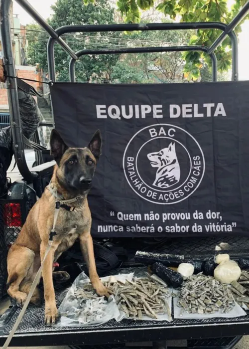 Cães farejadores ajudaram na ação