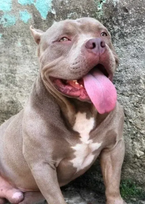 Um dos American Bully ficou ferido e morreu