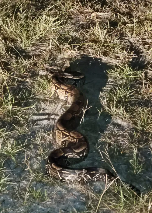 Serpente foi vista por um morador que acionou a equipe para a captura em um terreno no Recanto, em Itaipuaçu