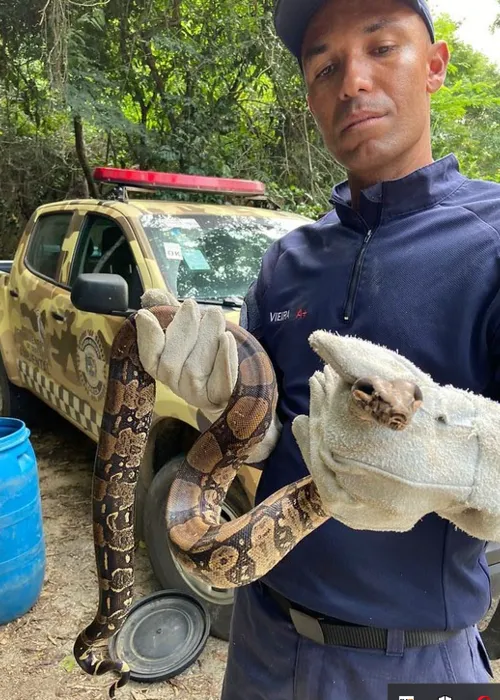 Cobra foi resgatada por guardas ambientais