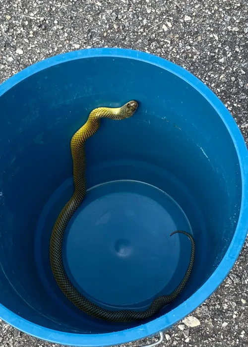 Cobra foi devolvida para a mata, após família colocar ela dentro de um balde