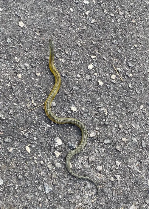 Ainda não se sabe de que espécie a serpente pertence