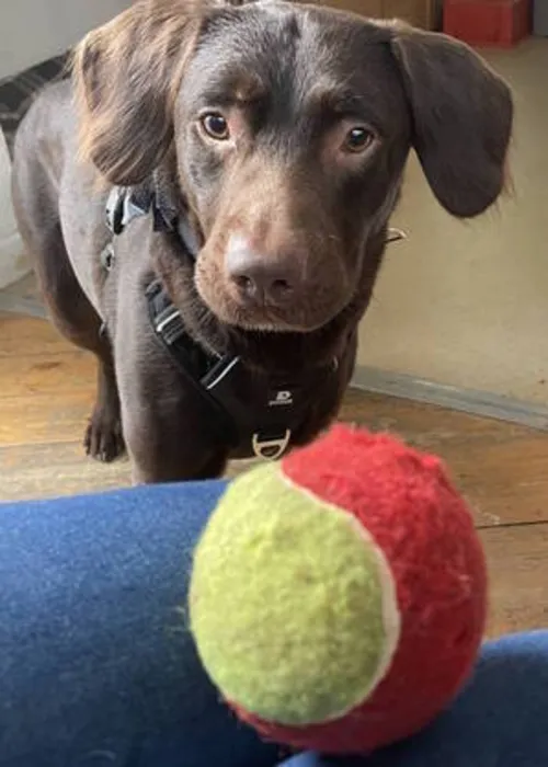 Atualmente Coco está sem medicação e começando a agir como um cachorro normal. Ele ainda não está pronto para adoção