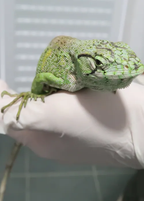 Mamãe lagarto e os ovos estão sendo acompanhados  até voltarem à natureza