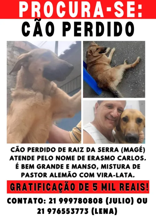 Imagem ilustrativa da imagem Professor oferece R$ 5 mil por cachorro perdido em Magé