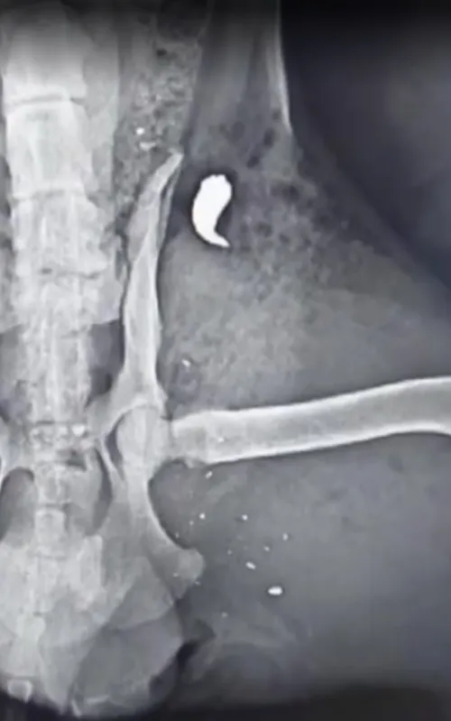 Cachorro se recuperou bem após a cirurgia