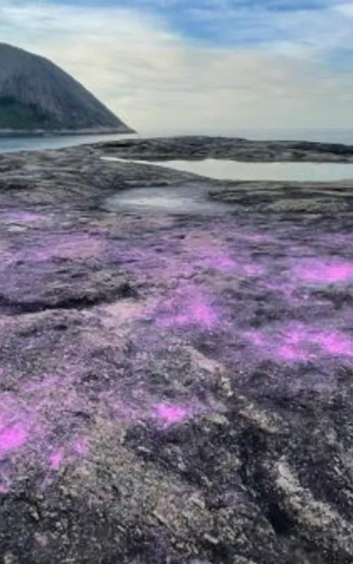 Pedra do Pampo ficou toda suja com tinta rosa