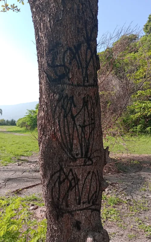 Bancos, placas informativas e até árvores foram alvos de vandalismo no local