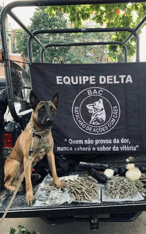 Cães farejadores ajudaram na ação