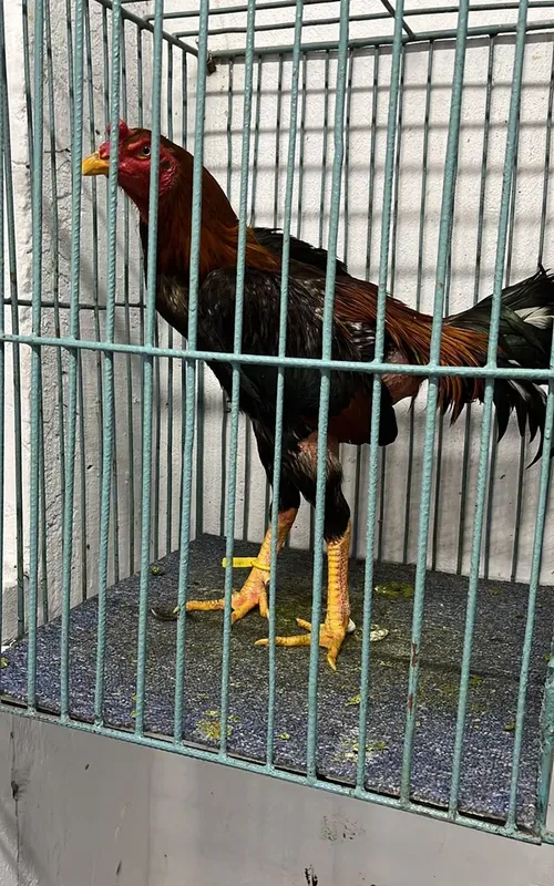 Rinha de Galo foi fechada